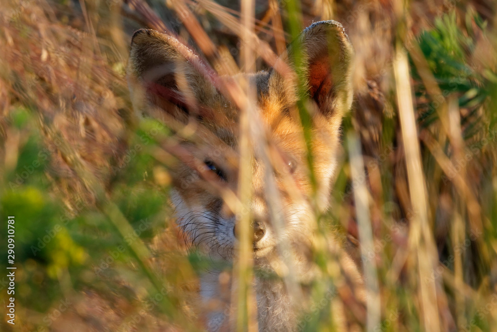 Obraz premium Red fox pup from Kopački rit, Croatia
