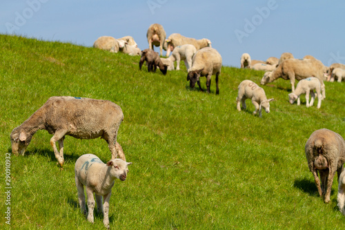 Sheep grazing