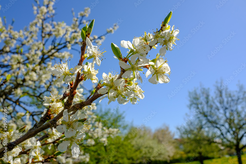 Blühender Apfelbaum (Obstbaum-Blüte) vor blauem Himmel