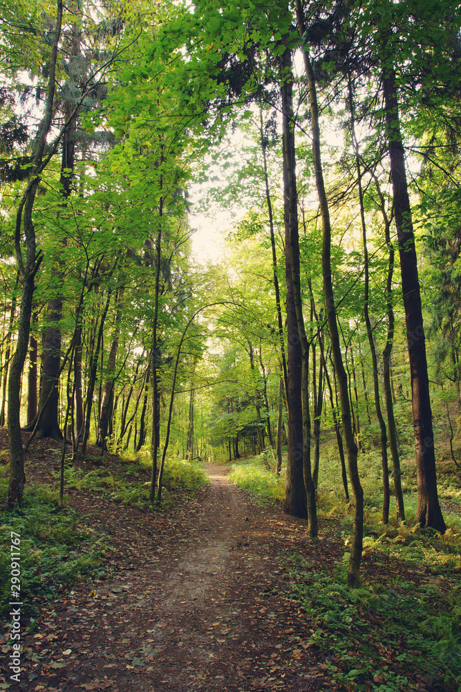 Obraz premium Early autumn path goes through the trees in the morning park