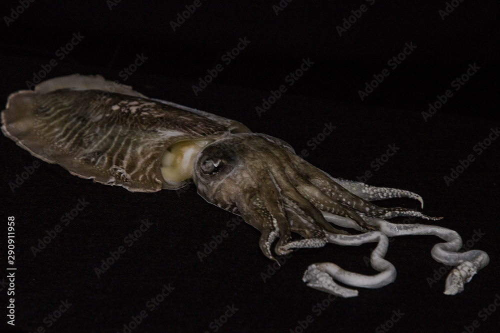 Frozen sepia cuttlefish on a black background