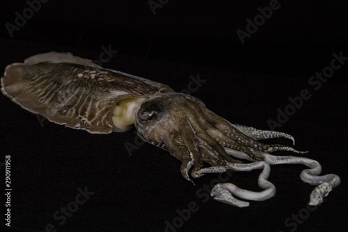 Frozen sepia cuttlefish on a black background © Svitlana