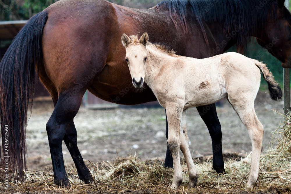 Obraz premium Horses Mare and foal stare at the camara, color image