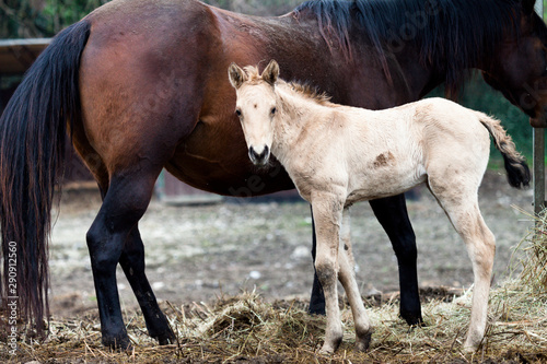 Horses Mare and foal stare at the camara  color image