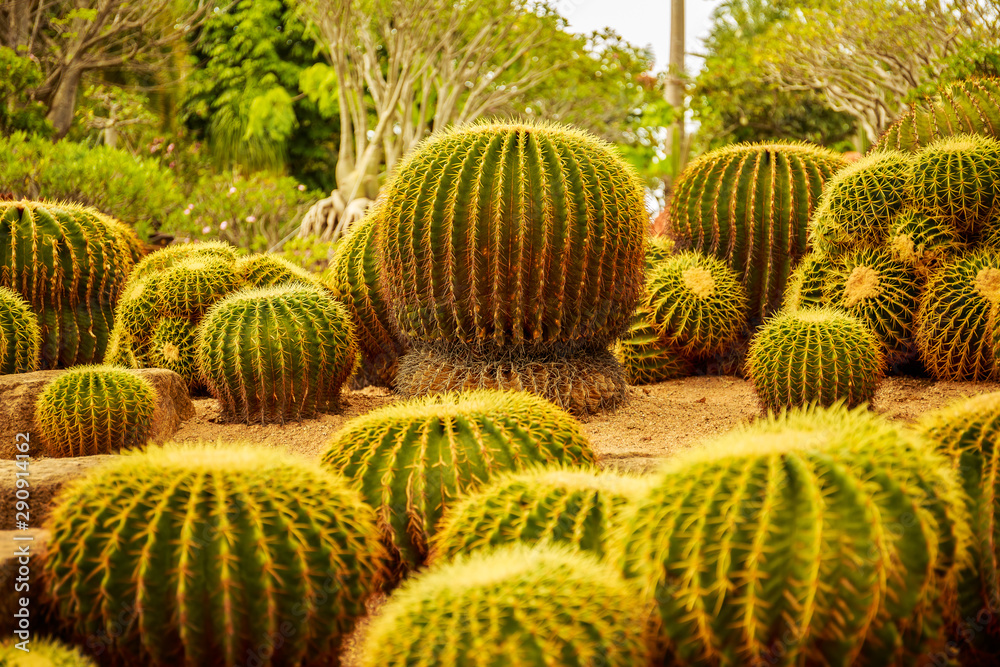 Cactus in the tropical deserts of North America close up. Cactus in the tropical deserts of North America close up.