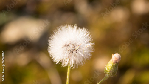 dandelion in grass