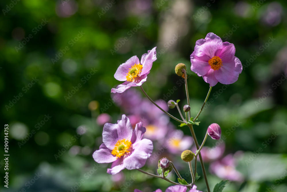 Anemone hupehensis japonica in bloom, beautiful pink flowering park ornamental plant Anemone hupehensis japonica in bloom, beautiful pink flowering park ornamental plant