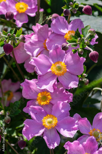 Anemone hupehensis japonica in bloom, beautiful pink flowering park ornamental plant