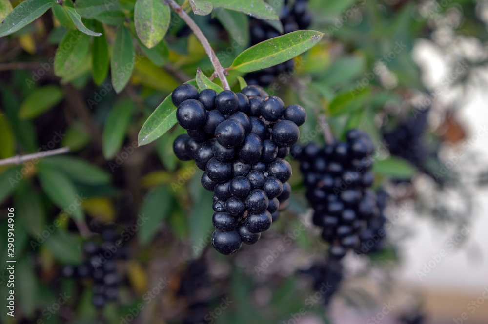 Ligustrum vulgare ripened black berries fruits, shrub branches with leaves Ligustrum vulgare ripened black berries fruits, shrub branches with leaves