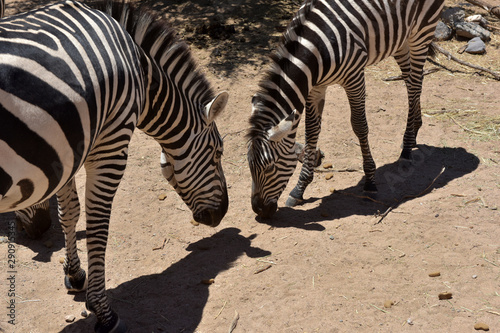 Zebras photo