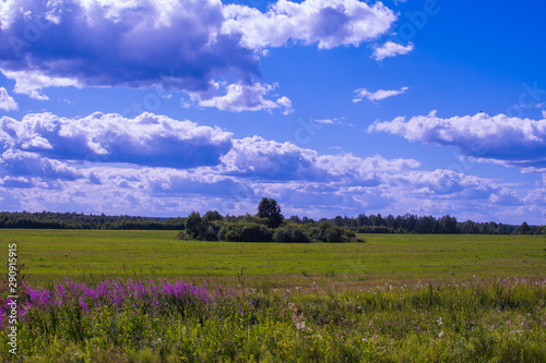 rural landscape. field and clouds in summer