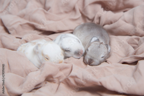 Baby beautiful bunny sleeping on blanket. Adorable newborn rabbit taking a nap. Young pet rabbit.