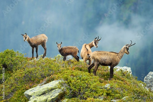 Group chamois (Rupicapra rupicapra) with pups, Bernese Oberland, Switzerland, Europe