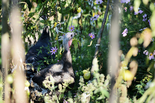 Funny turkeys walking in the vegetable garden among tomatoes and other greens closeup