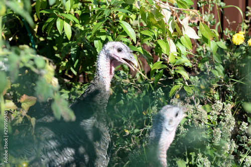Funny turkeys walking in the vegetable garden among tomatoes and other greens closeup