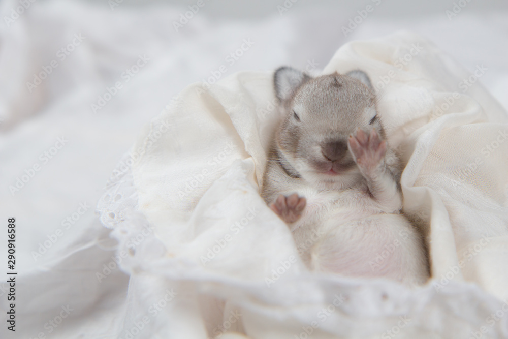 Baby beautiful bunny sleeping on blanket. Adorable newborn rabbit taking a nap. Young pet rabbit is a cute  and friendly friend