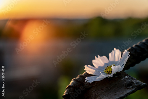 Chamomile on a rusty metal construction. Ecological problem. One flower. Sunset on the background