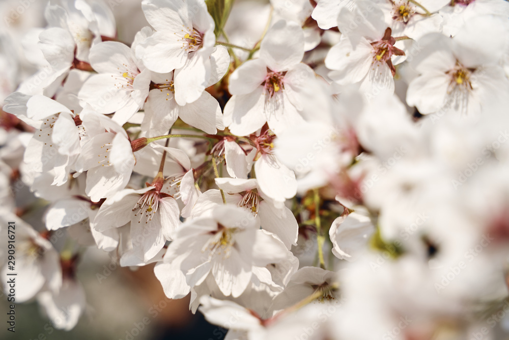 Sakura cherry tree blossoms white flowers Sakura cherry tree blossoms white flowers