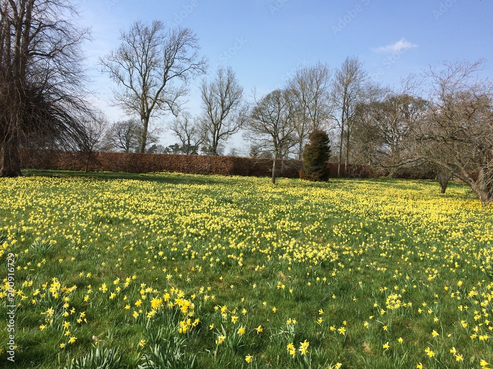 Obraz premium Low angle view of field of daffodils during Spring time in UK