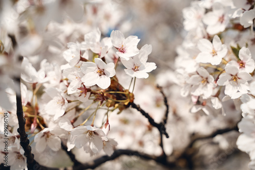 Sakura cherry tree blossoms white flowers
