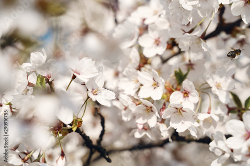 Sakura cherry tree blossoms white flowers © Jevgenij