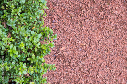 Decorative cranberry bushes on the background of the red gravel path