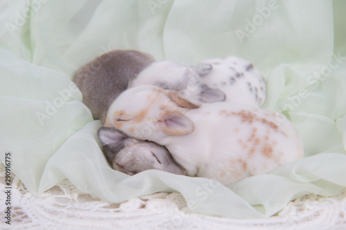 Baby beautiful bunny sleeping on blanket. Adorable newborn rabbit taking a nap. Young pet rabbit is a cute and friendly friend