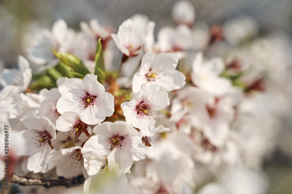Sakura cherry tree blossoms white flowers Sakura cherry tree blossoms white flowers