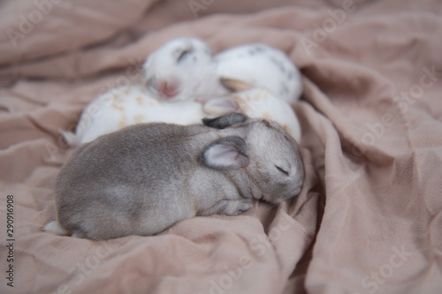 Baby beautiful bunny sleeping on blanket. Adorable newborn rabbit taking a nap. Young pet rabbit is a cute and friendly friend