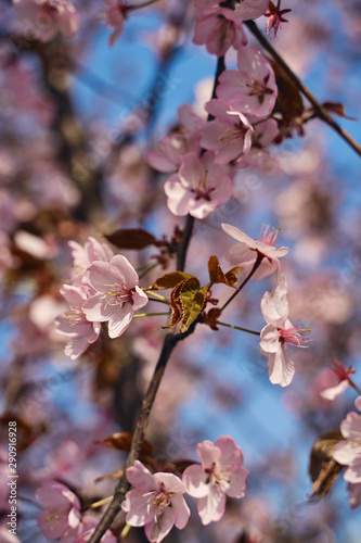 Sakura cherry tree blossoms pink flowers