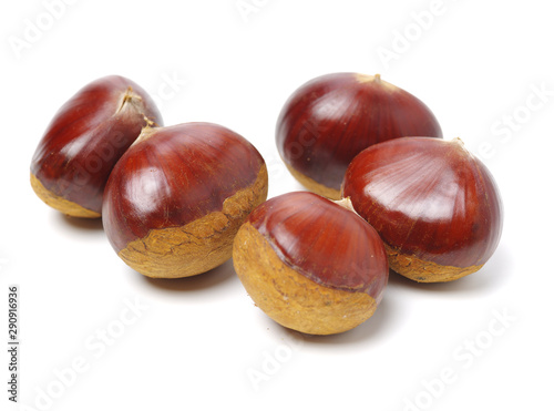 Chestnut on a white background.