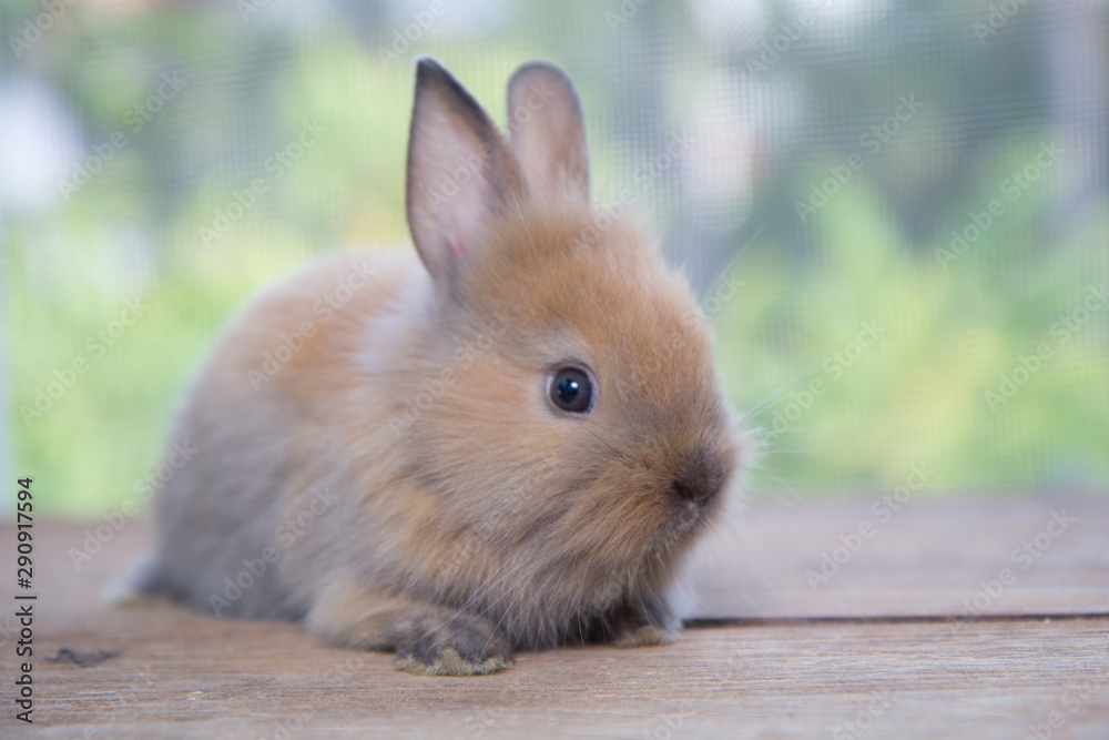 Small baby hot sale bunny