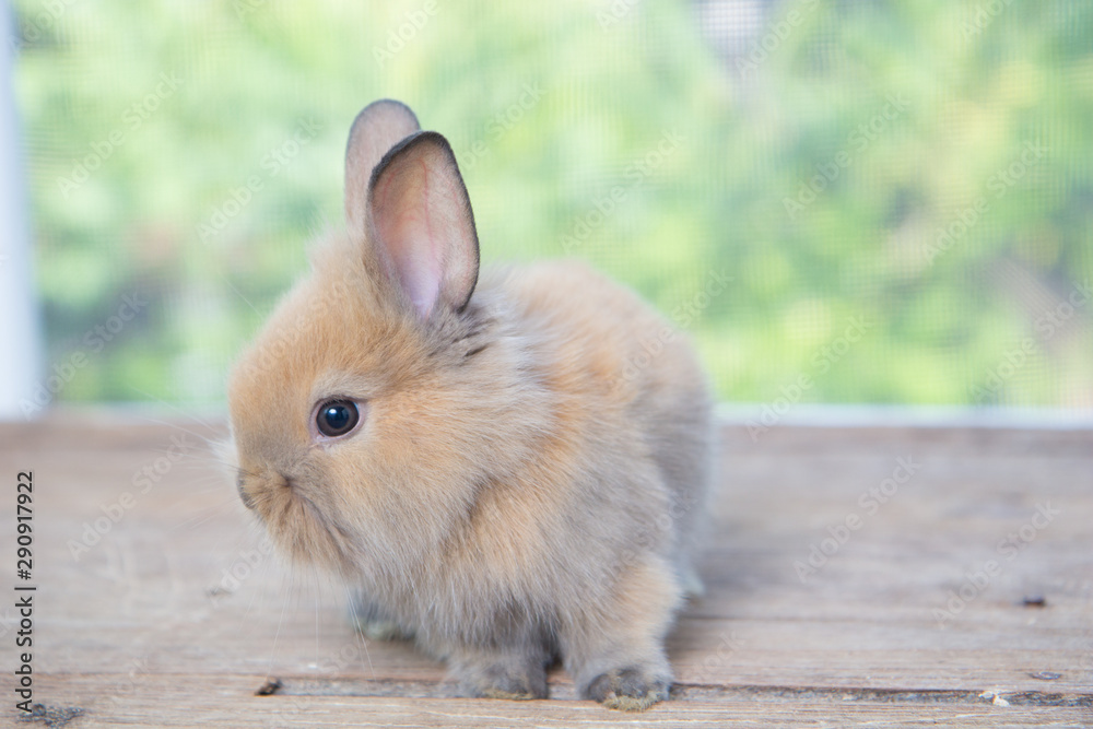 Obraz premium Brown cute baby rabbit on wood table. Adorable young bunny in lovely action. Famous small pet.