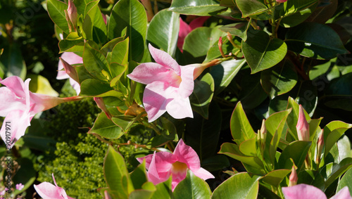 Mandevilla or dipladenia sanderi - Cultivar Dipladenia with pale pink flowers and yellowish throat photo