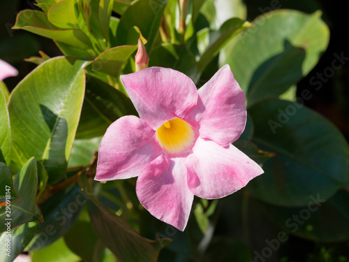 Mandevilla or dipladenia sanderi - Cultivar Dipladenia with pale pink flowers and yellowish throat