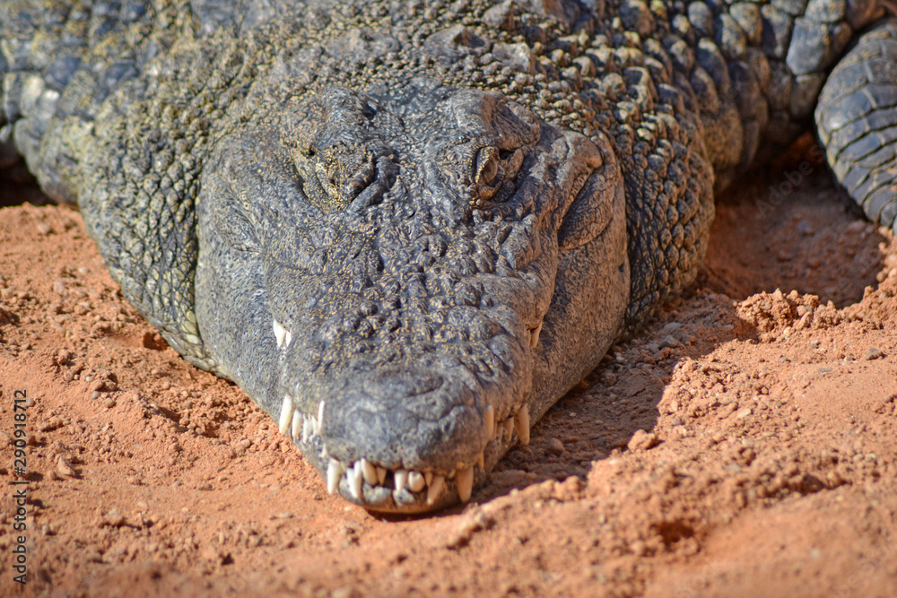 Obraz premium crocodile in zoo