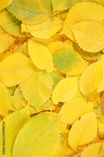 Autumn elm leaves background
