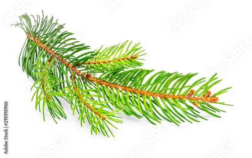 Small branch of Christmas tree (Picea abies, spruce, false spruce). Isolated on white background.