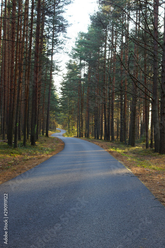 The path is curved by a snake and goes into the distance in a beautiful pine forest in autumn