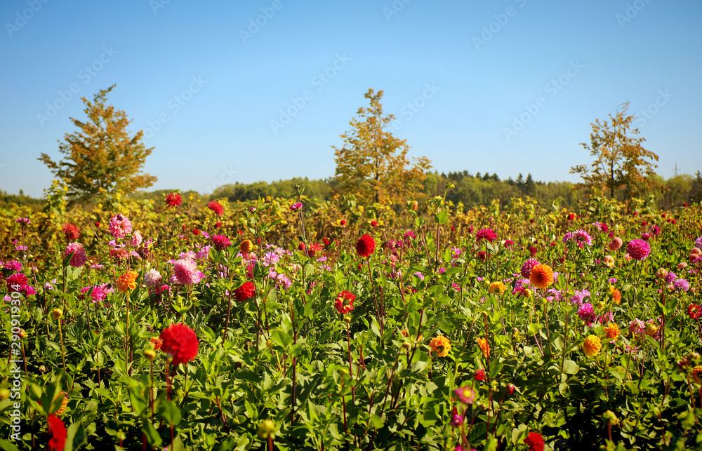 Summer view of colorful dahlias intensive cultivation in Bavaria, flowers ready to be cut for the floral market