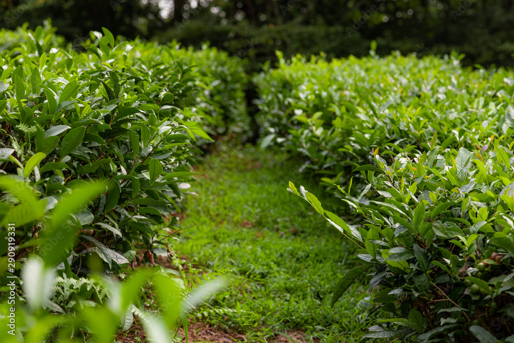 tea plantations in the mountains. Tea bushes. tea plantations in the mountains. Tea bushes.