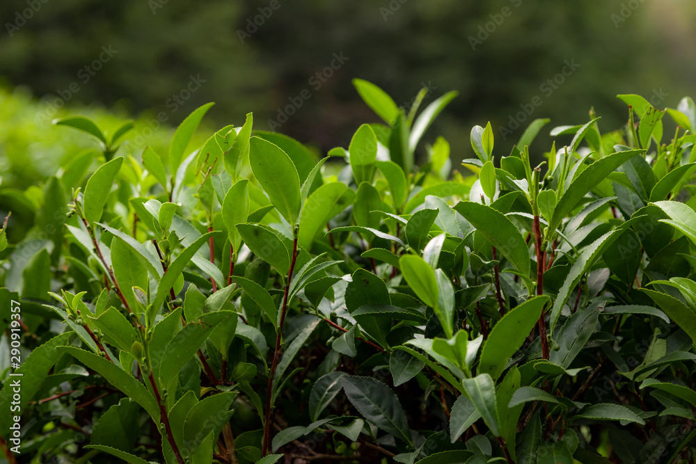 Fresh tea leaves, tea bushes. Close up