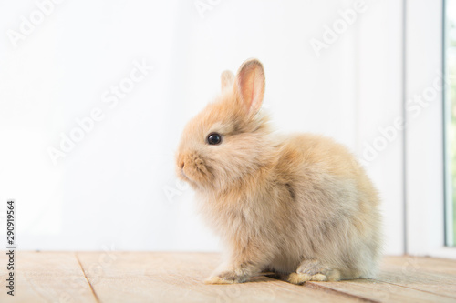 Brown cute baby rabbit on wood table. Adorable young bunny in lovely action. Famous small pet. © soultkd