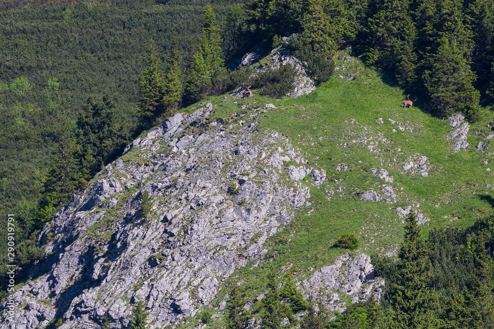 Deers in Ticha Valley, High Tatras, Slovakia