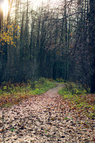 A path covered with fallen leaves goes into the distance into the autumn forest