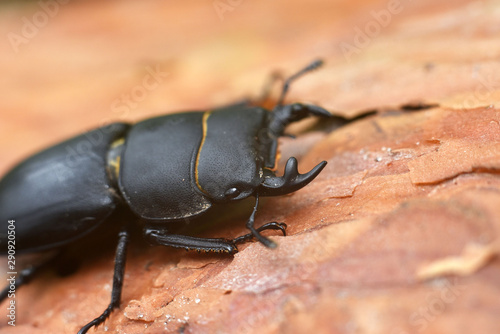Lesser stag beetle in natural habitat. Dorcus parallelipipedus