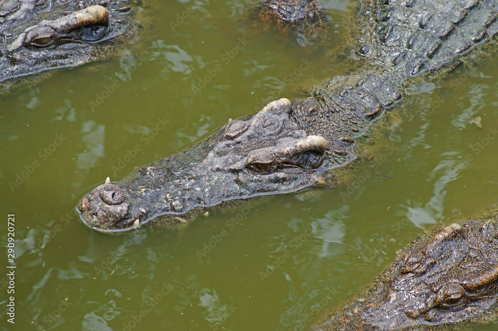 Crocodiles in the water close up Crocodiles in the water close up