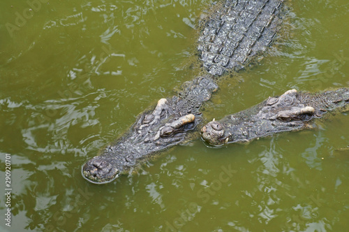 Dangerous crocodiles in green lake water
