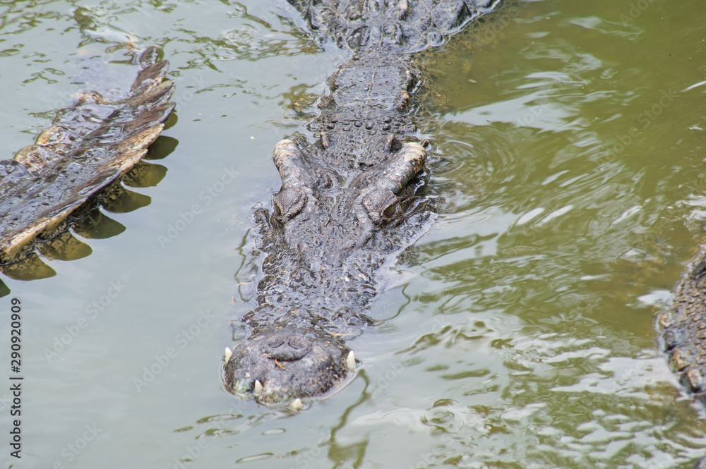 Dangerous crocodiles in green lake water Dangerous crocodiles in green lake water