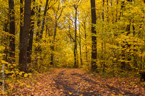 the road passes through the autumn forest. Autumn.